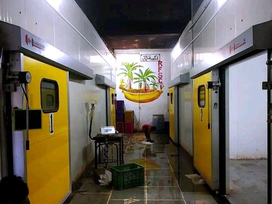 Banana ripening chamber cold storage